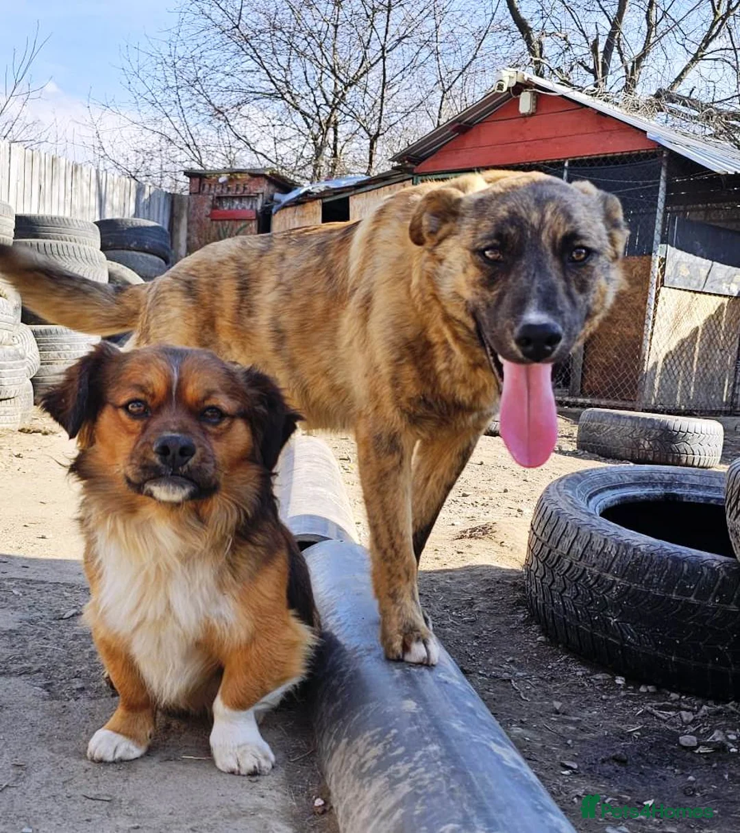 Mixed Breed dogs for adoption: PEPPER - a superb, gentle boy, for a Loving Home - Advert 2