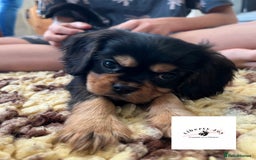 Cavalier King Charles Spaniel dogs for stud: KC Black & Tan Cavalier STUD. DNA & Health Tested - Image 4