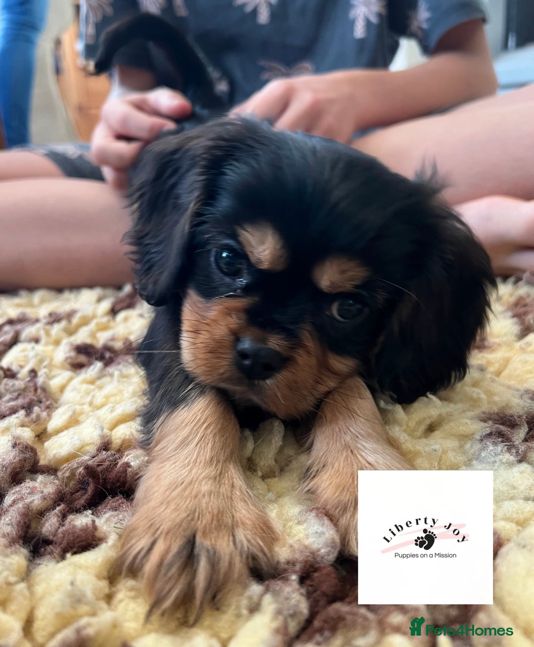 Cavalier King Charles Spaniel dogs for stud: KC Black & Tan Cavalier STUD. DNA & Health Tested - Image 4