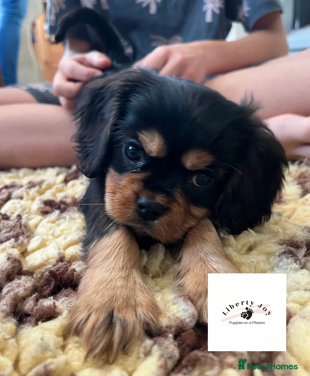 Cavalier King Charles Spaniel dogs for stud: KC Black & Tan Cavalier STUD. DNA & Health Tested - Advert 4