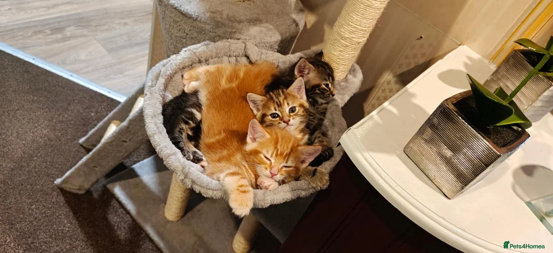 Mixed Breed cats for sale: Ginger boy for sale - Advert 2