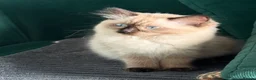 Ragdoll cats for sale: Ragdoll - Advert 5