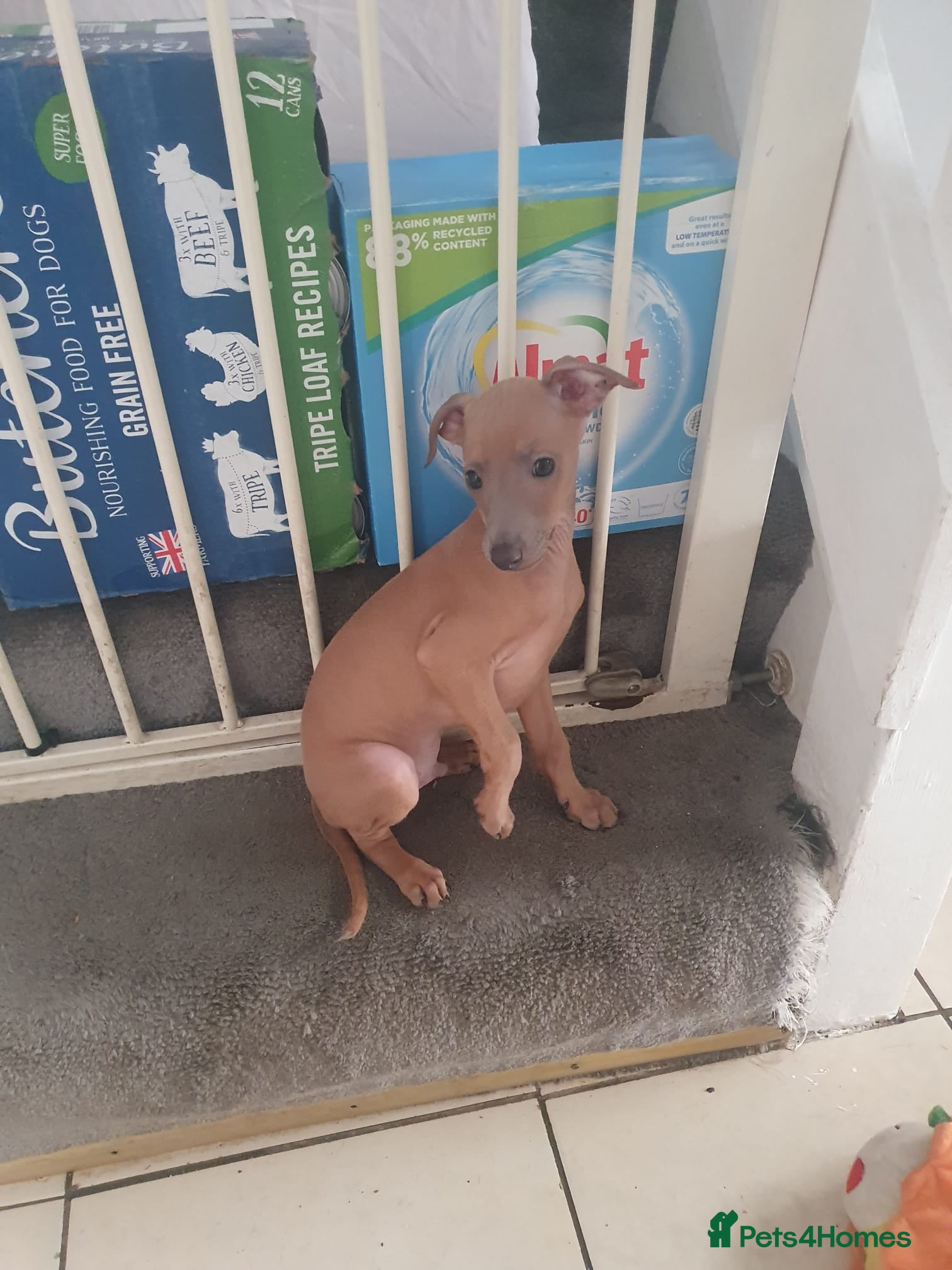 Italian Greyhound dogs Stunning kc Italian greyhounds  - Advert 2