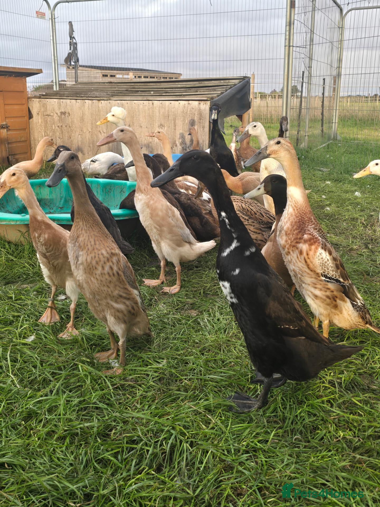 Ducks poultry Indian Runner Female Ducks, ducklings, turkeys - Advert 1