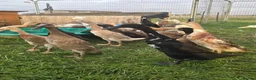 Ducks poultry for sale: Indian Runner Female Ducks, ducklings, turkeys - Advert 1