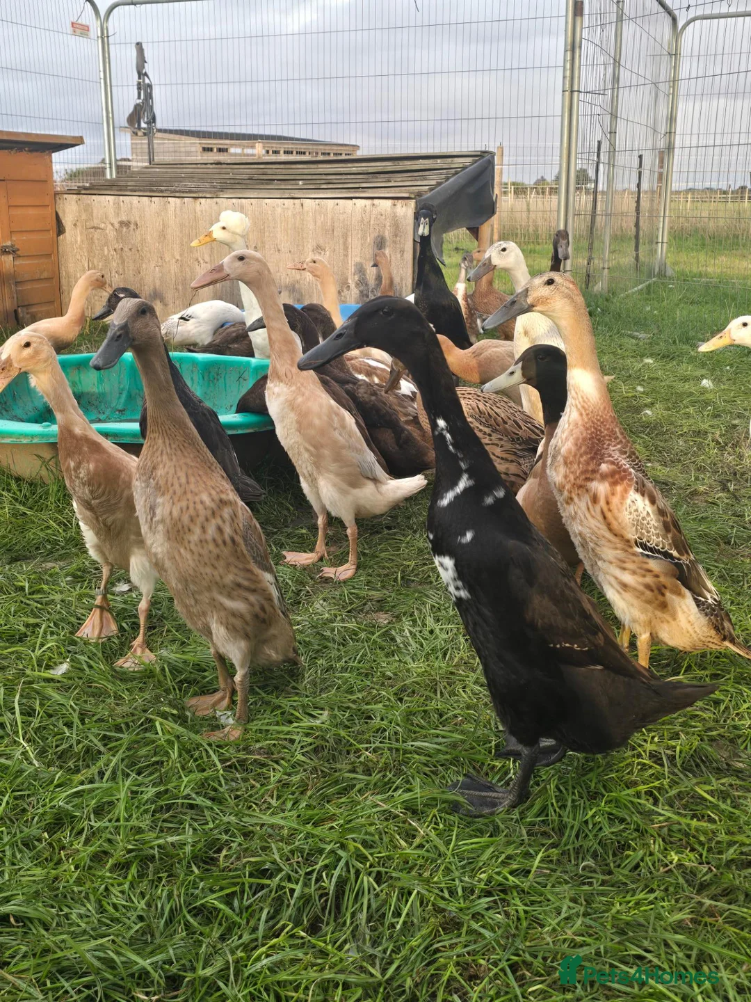 Ducks poultry for sale: Indian Runner Female Ducks, ducklings, turkeys - Advert 1