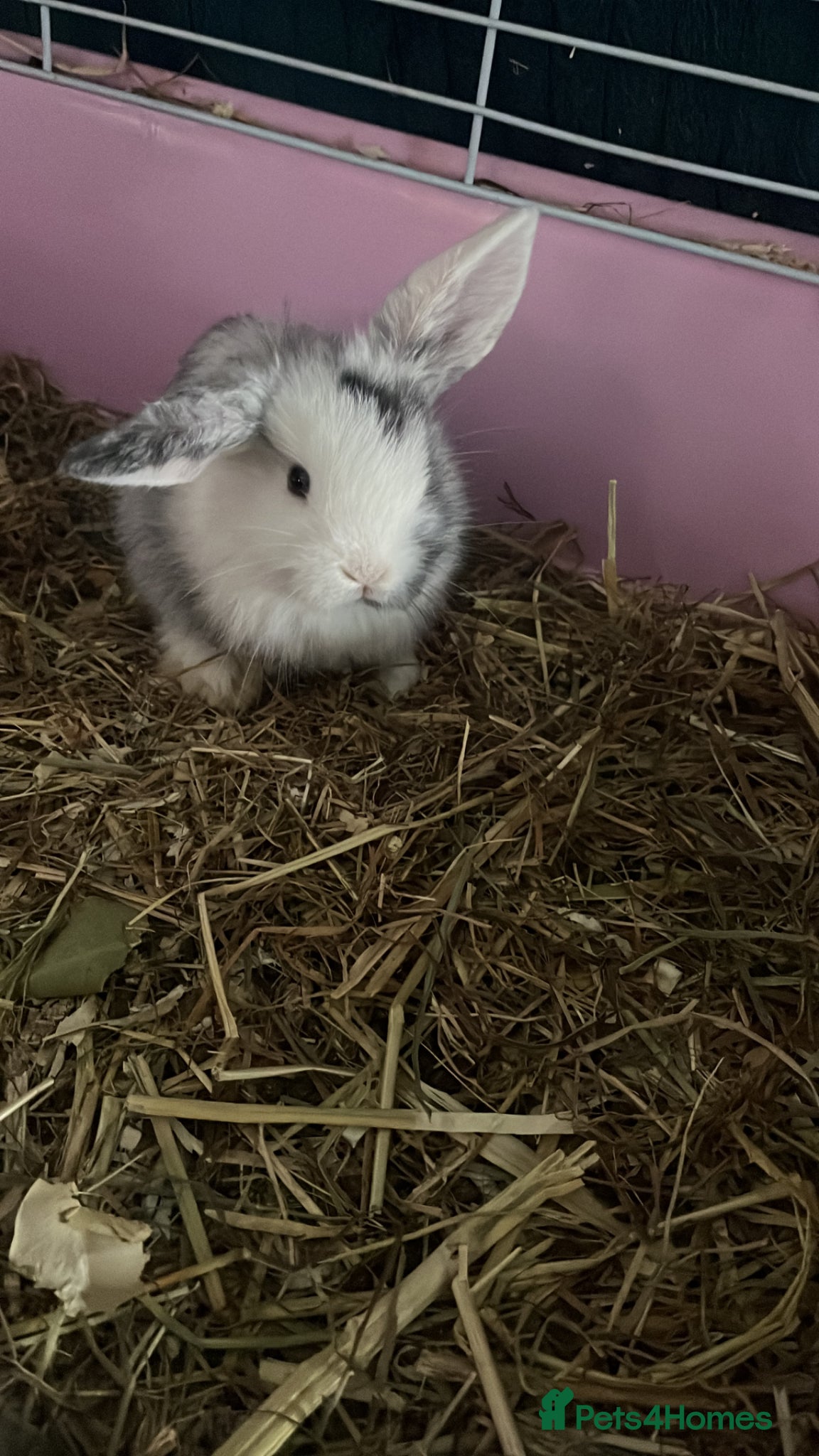 Mini Lion Lop rabbits Lion lop cross bunnies  - Advert 10