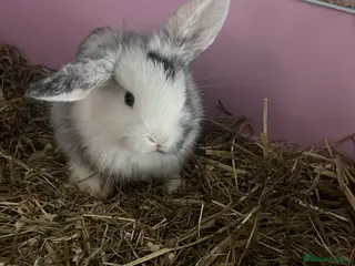 Mini Lion Lop rabbits Lion lop cross bunnies - Advert 10