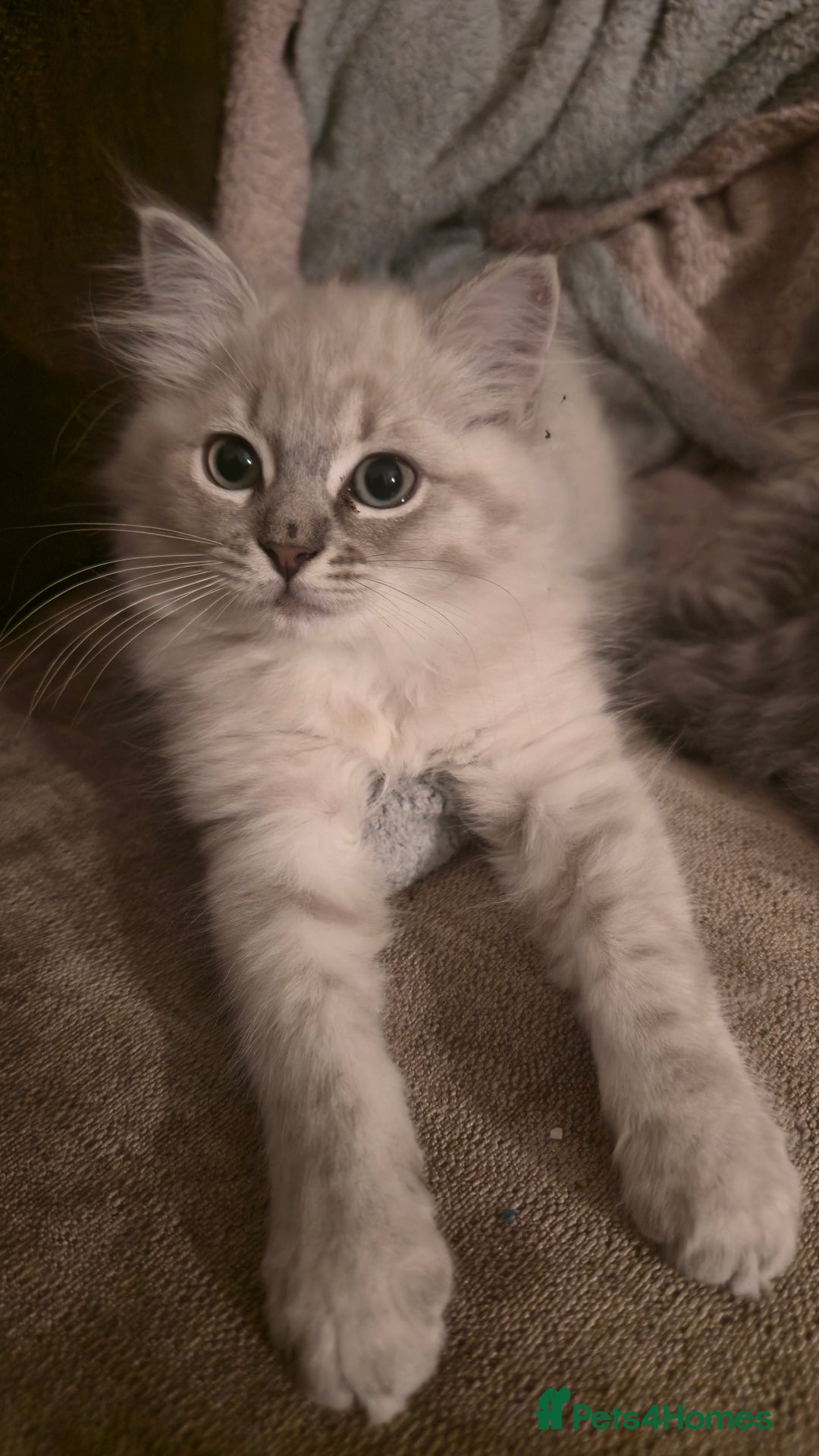 Ragdoll cats for sale: Adorable Ragdoll cross Scottish Straight - Advert 25