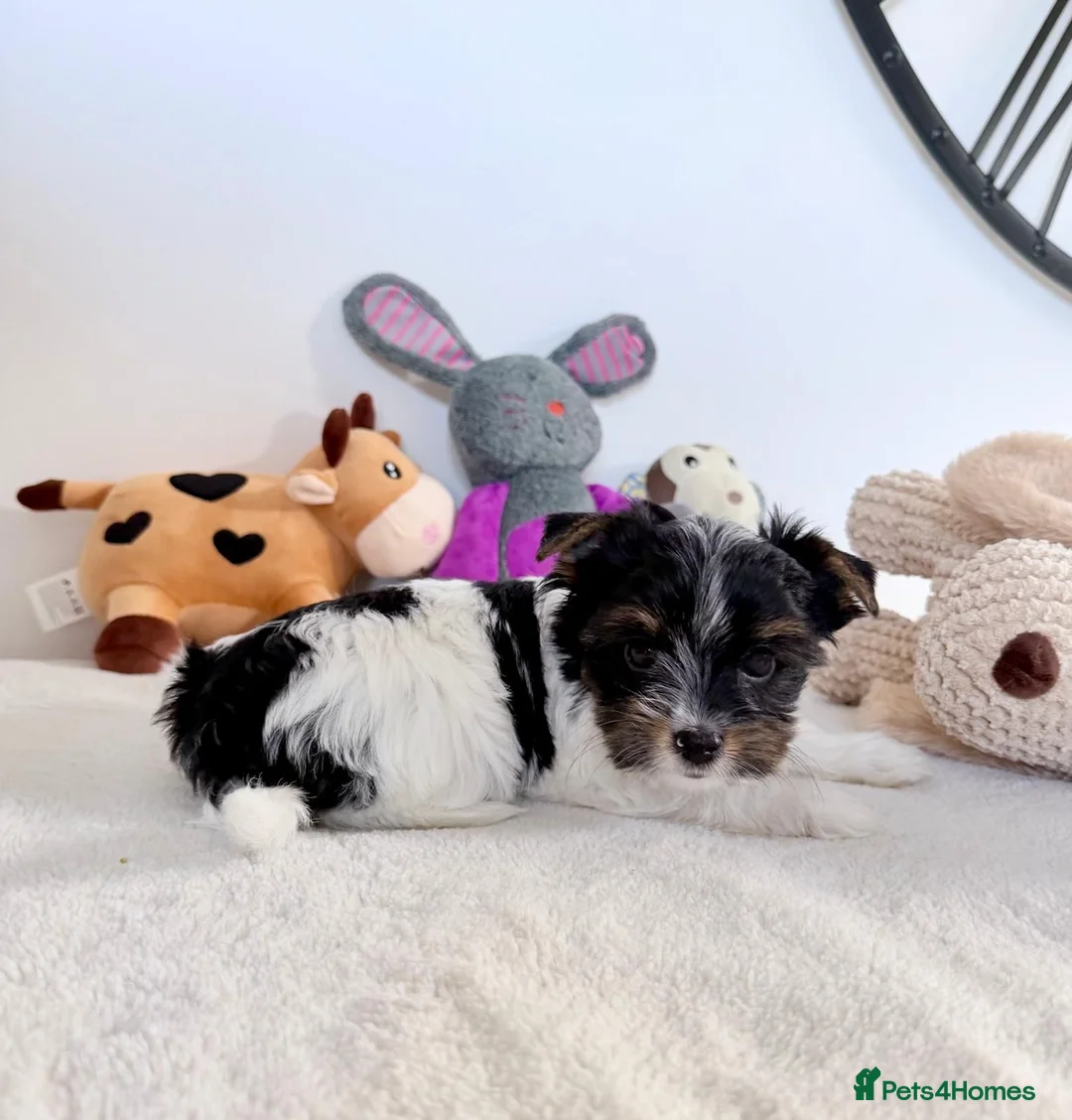 Yorkshire Terrier dogs for sale: Quality Rare Biewer Yorkie puppies\DNA\Pedigree  - Advert 29