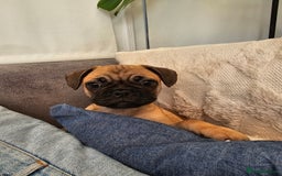 Frug dogs for sale: Frug puppies - Image 2