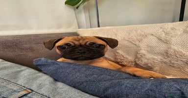 Frug dogs - Advert 16