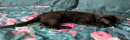 Bengal cats for sale: Super child friendly Bengal kittens boy and girl - Advert 16