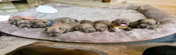Staffordshire Bull Terrier dogs for sale: Stunning Blue Staffordshire Bull Terrier Puppies  - Advert 6