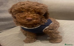 Maltipoo dogs for sale: Beautiful Maltipoo puppies for sale - Image 16