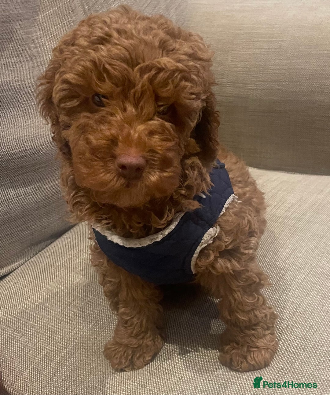 Maltipoo dogs for sale: Beautiful Maltipoo puppies for sale - Image 16