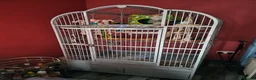 Parrots birds for sale: For Sale in good hands  - Advert 3