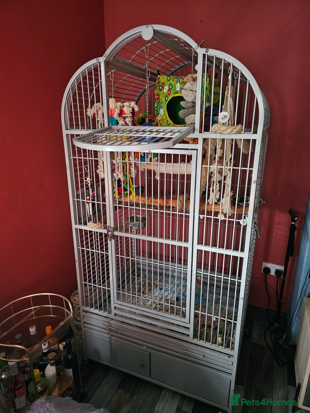 Parrots birds for sale: For Sale in good hands  - Advert 3