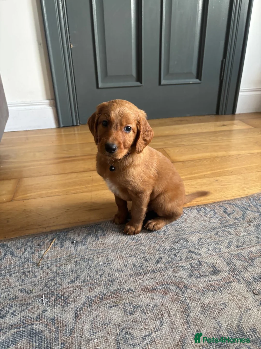 Irish Doodle dogs for sale: Irish Doodle Pups for sale  - Advert 18