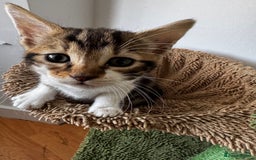 Bengal cats for sale: Mixed Bengal x Tabby - Image 1