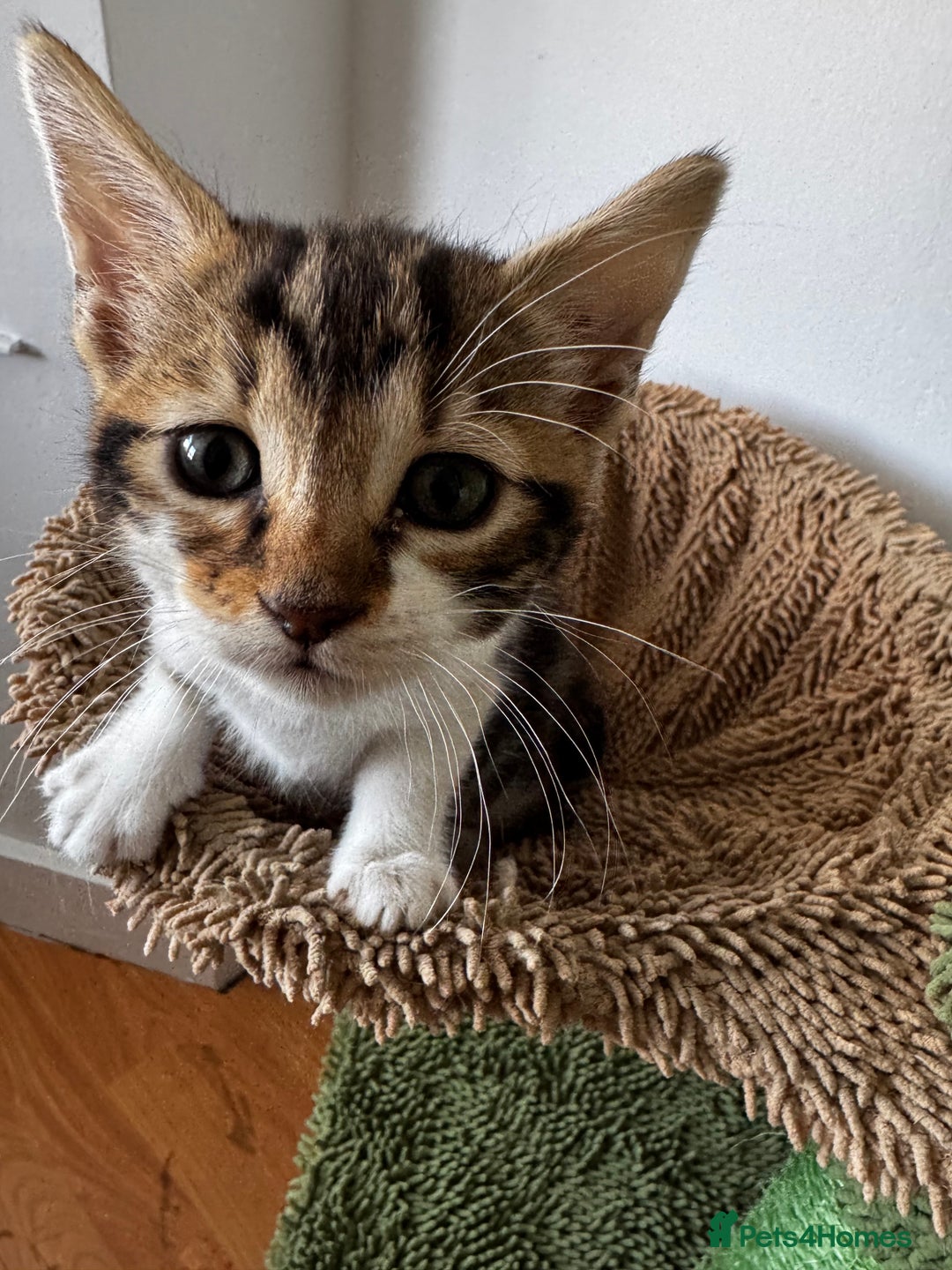 Bengal cats for sale: Mixed Bengal x Tabby - Image 1