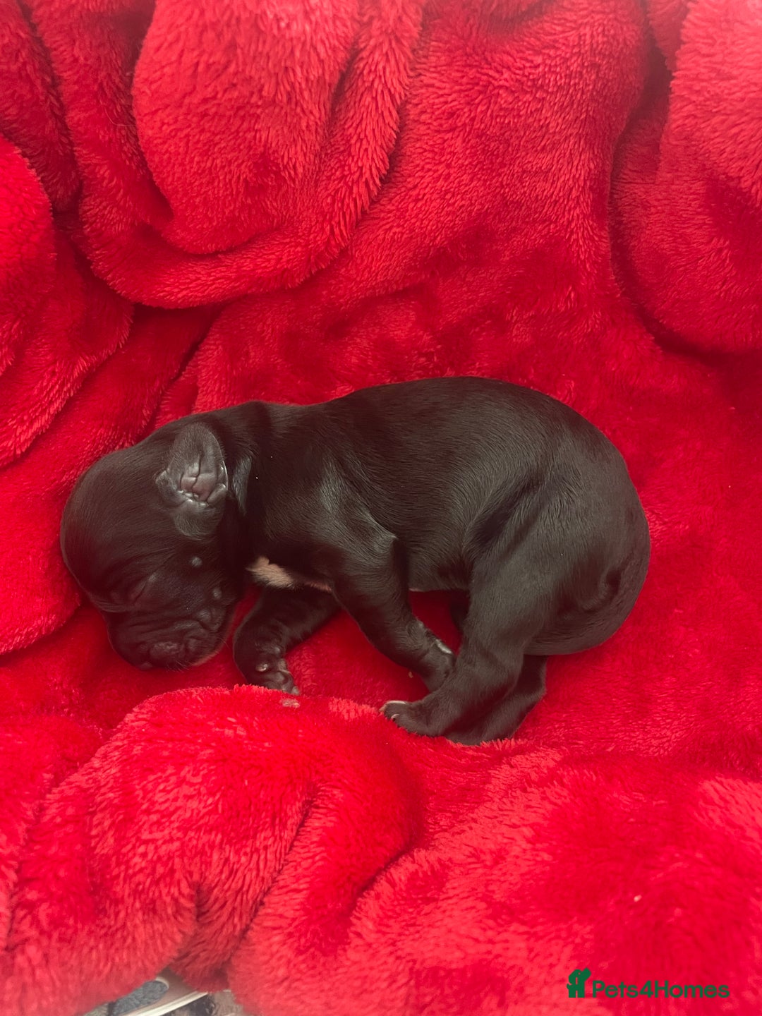 Mixed Breed dogs for sale: Cocker spaniel x  - Image 5