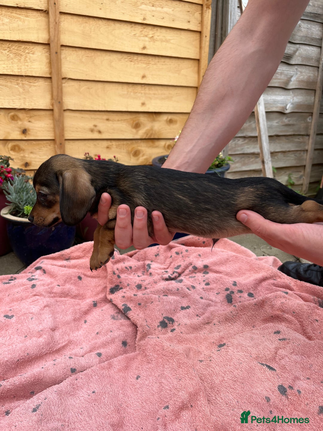 Chiweenie dogs for sale: Beautiful dachshund/ chihuahua puppies  - Image 5
