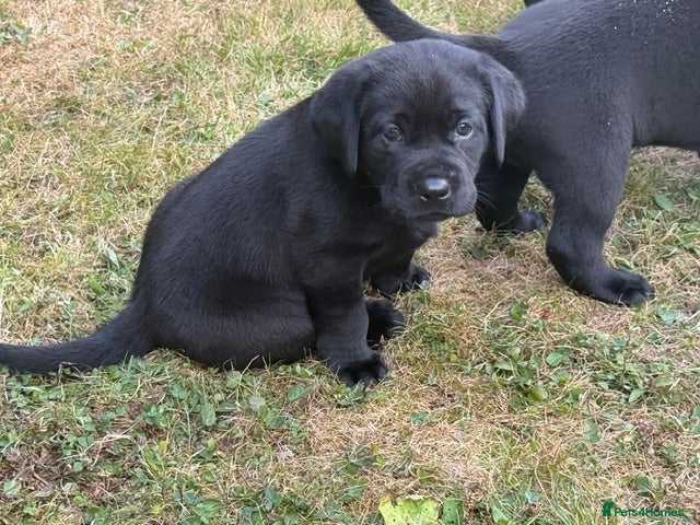 Labrador Retriever dogs Black Labradors: Raised in our loving family home - Advert 2