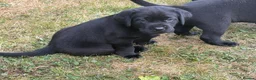 Labrador Retriever dogs for sale: Black Labradors: Raised in our loving family home - Advert 7