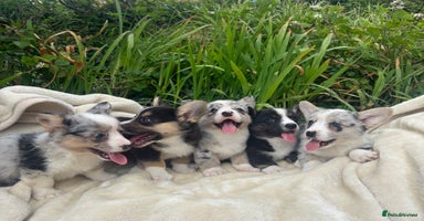 Welsh Corgi Cardigan dogs - Advert 1