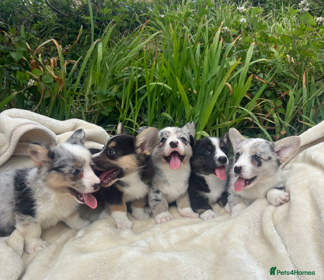 Welsh Corgi Cardigan dogs for sale: ⭐️Beautiful Cardiganshire Corgi Pups⭐️*1 LEFT* - Image 2