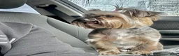 Yorkshire Terrier dogs for sale: Yorkshire Terrier  - Advert 1