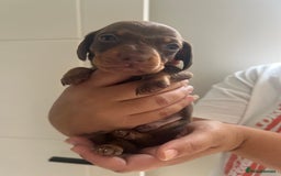 Miniature Dachshund dogs for sale: Champion line miniature Dachshunds KCREG PRACLEAR  - Image 34