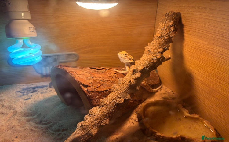 Bearded Dragon reptiles - Advert 1