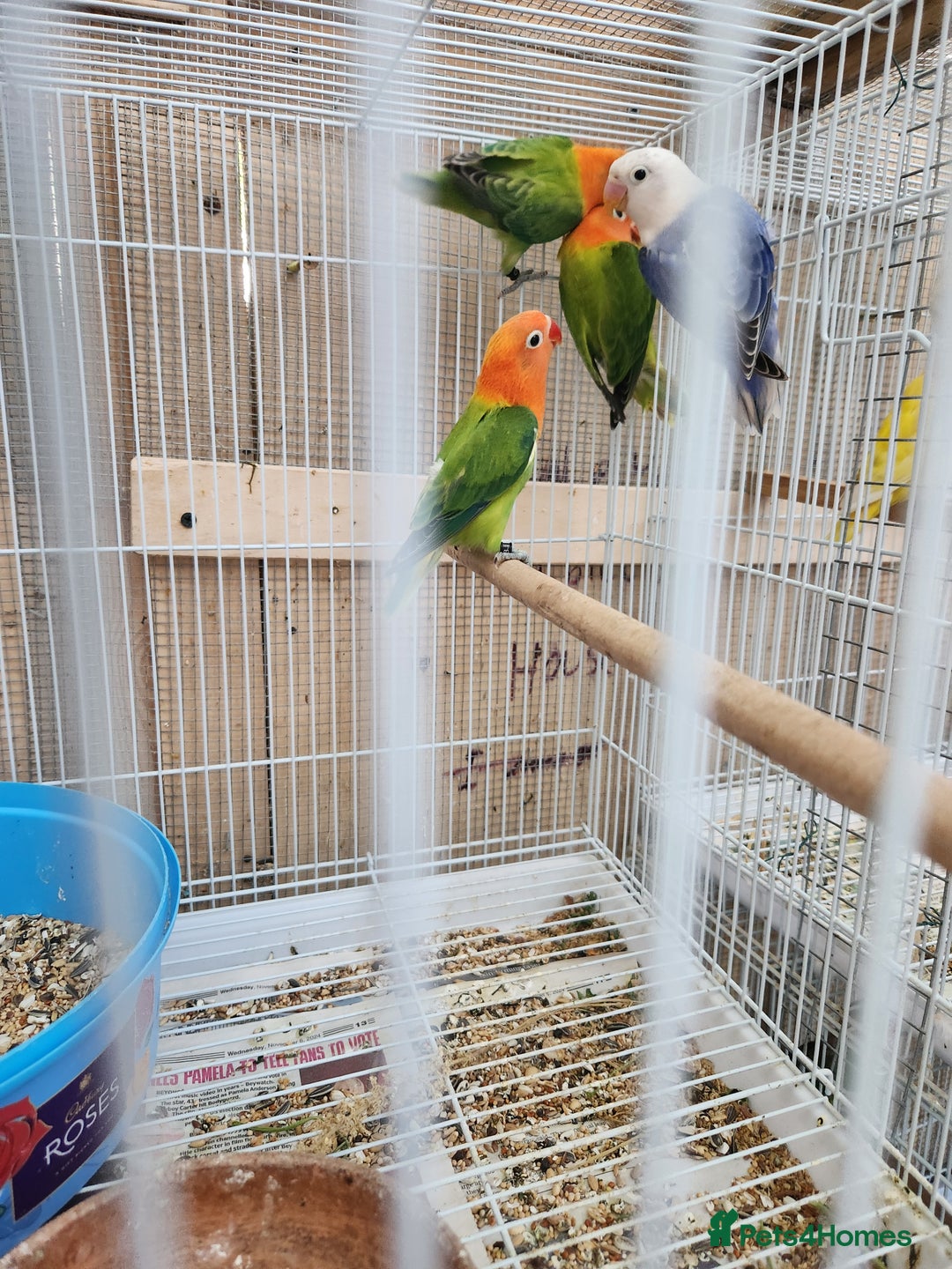 Lovebirds birds for sale:  Fischers lovebirds for sale in Birmingham - Image 27