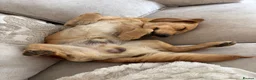 Cockerdor dogs for stud: Gorgeous cockerdor FOR STUD - Advert 4