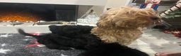 Cockapoo dogs for sale: F1B Cockapoos Pups - Advert 6