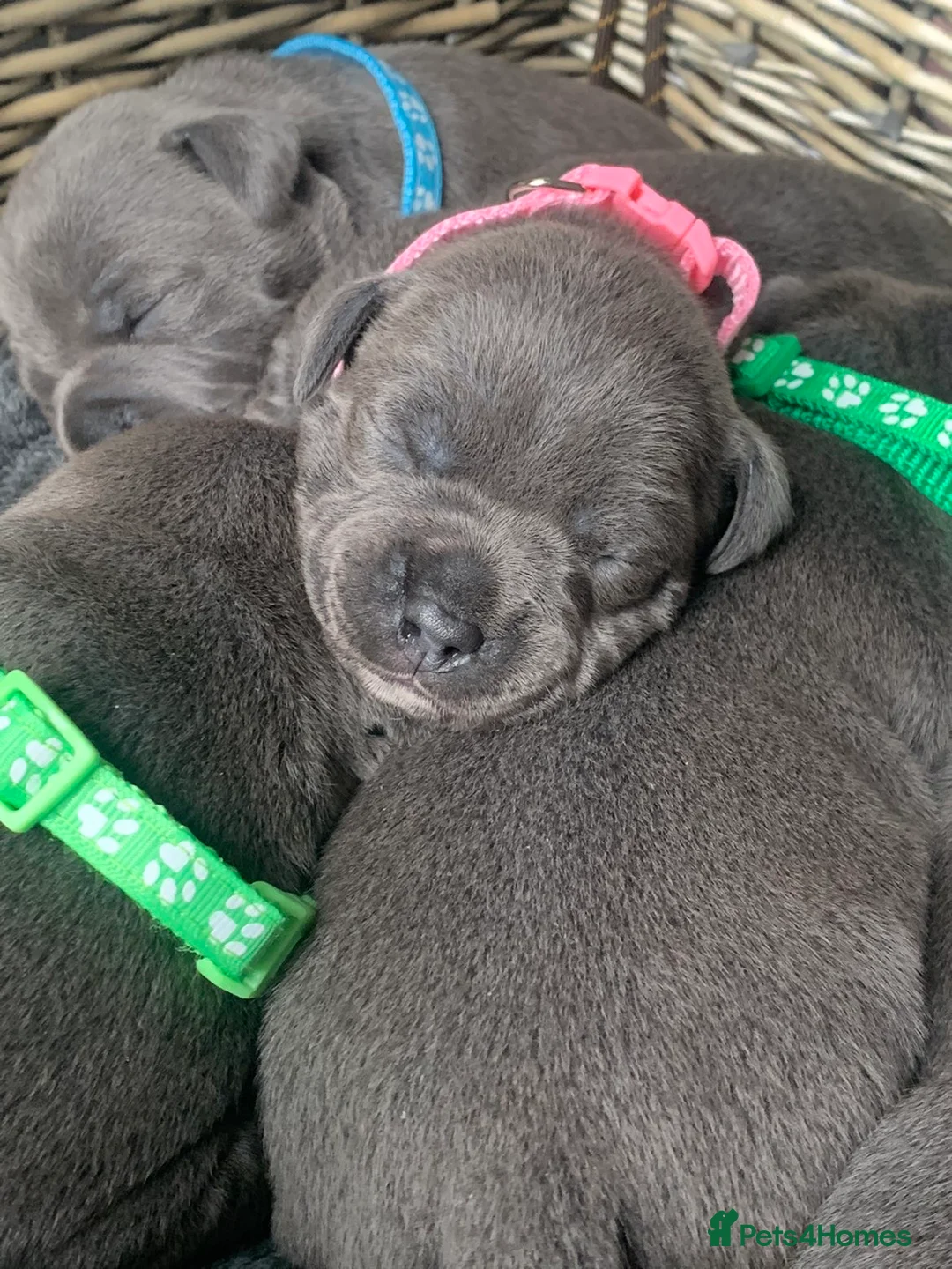 Staffordshire Bull Terrier dogs for sale: ⭐️Blue staffy pups ⭐️ - Advert 3