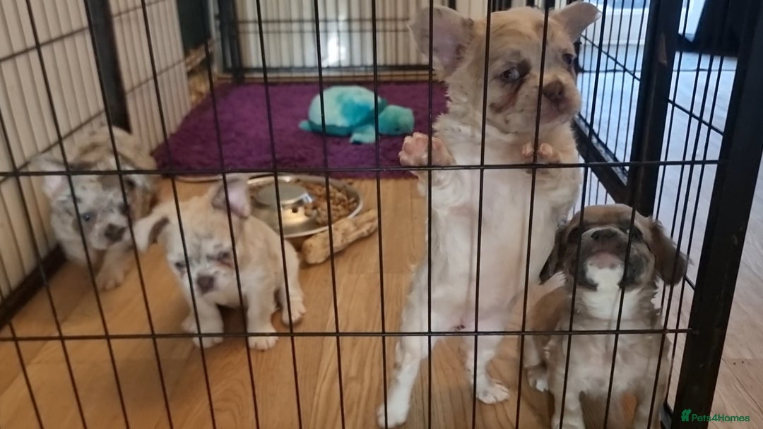 French Bulldog dogs for sale: Fluffy french bulldogs carrying Pink & Testable  - Image 1