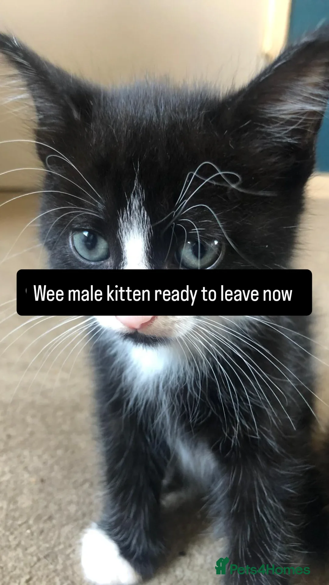 British Shorthair cats for sale: Male kitten 8 weeks old - Image 1