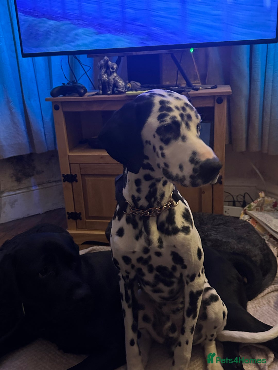 Mixed Breed dogs for sale: Dalmatian cross pointer - Advert 3