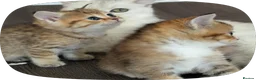 British Shorthair cats for sale: British shorthair X Scottish X ragdoll mix - Advert 12