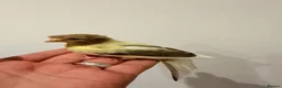 Canaries birds for sale: Crested and Gloster canry   - Advert 1