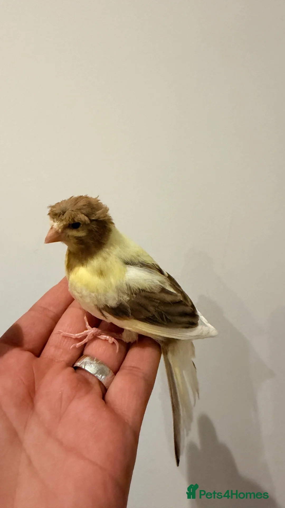 Canaries birds for sale: Crested and Gloster canry   - Advert 1