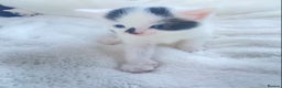 Mixed Breed cats for sale: Domestic shorthair kittens  - Advert 3