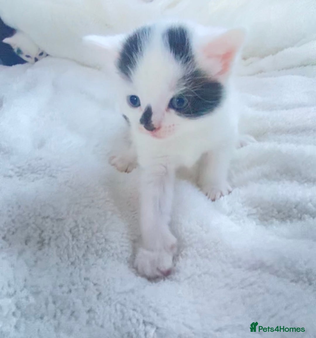 Mixed Breed cats for sale: Domestic shorthair kittens  - Advert 3