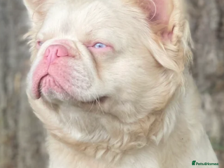 French Bulldog dogs STUD - Full fluffy full pink frenchie wavy coat 🌊 - Advert 5