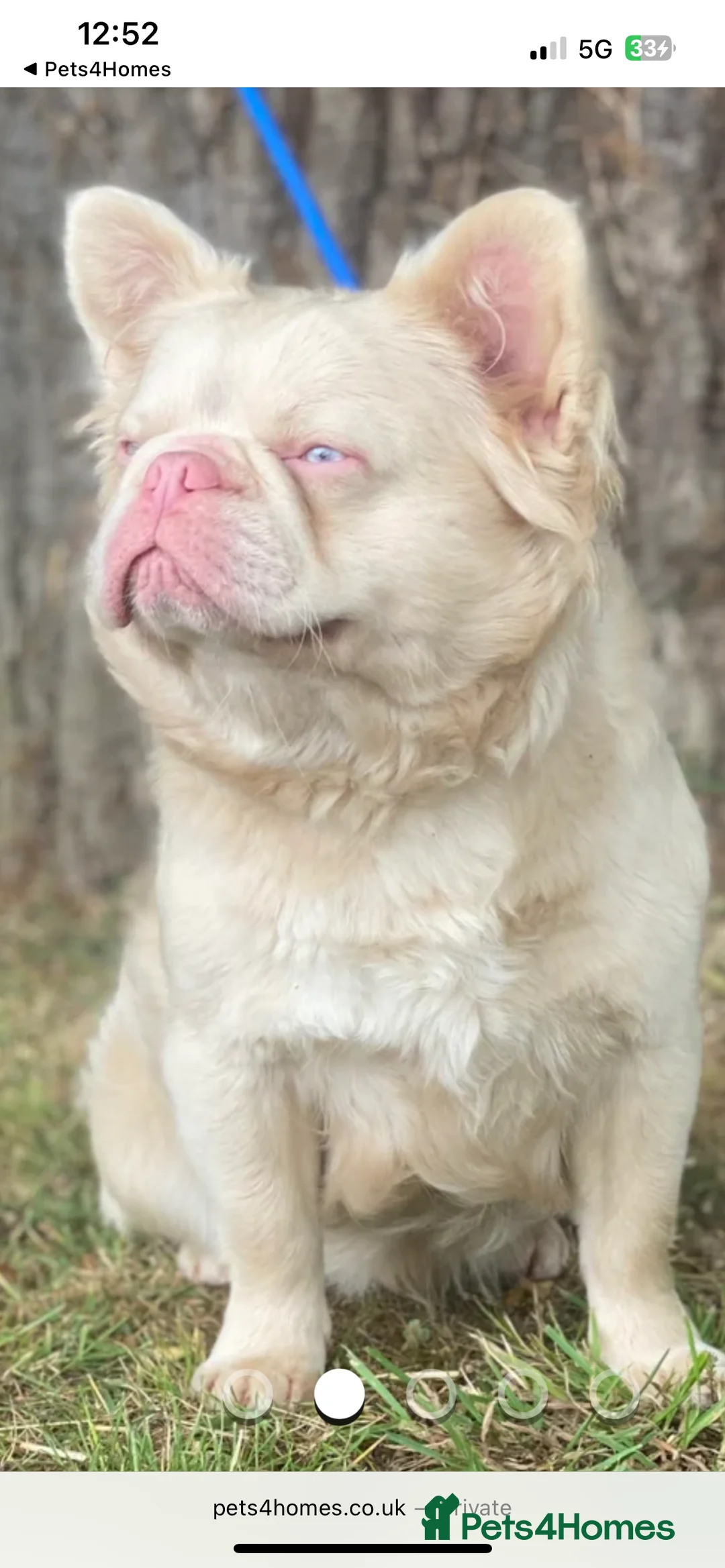 French Bulldog dogs for stud: STUD - Full fluffy full pink frenchie wavy coat 🌊 - Advert 1