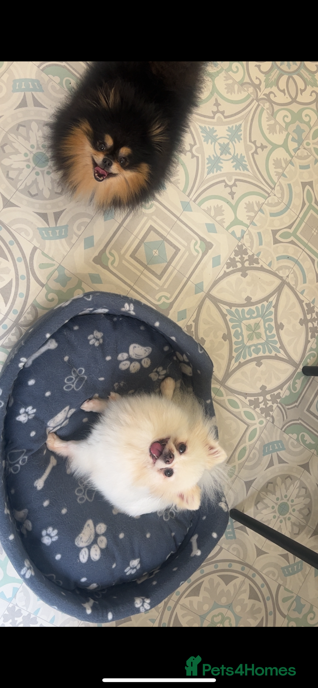 Pomeranian dogs for sale: 5 STAR POMERANIAN PUPPIES  - Advert 4