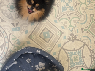 Pomeranian dogs 5 STAR POMERANIAN PUPPIES - Advert 15